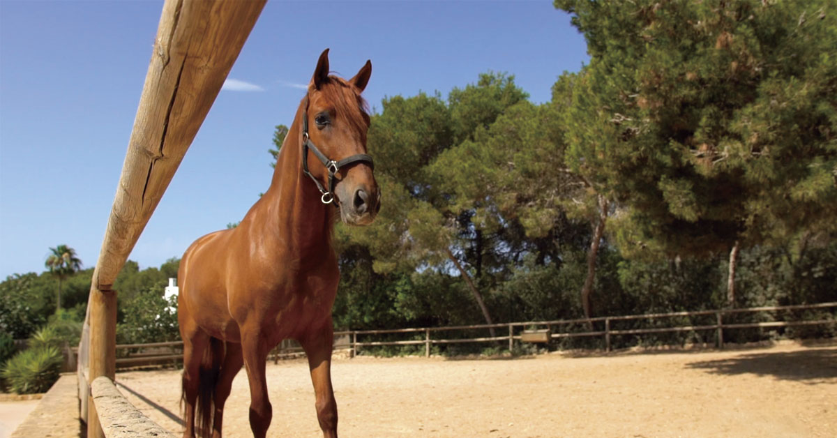 caballo de cuadras de can curreu