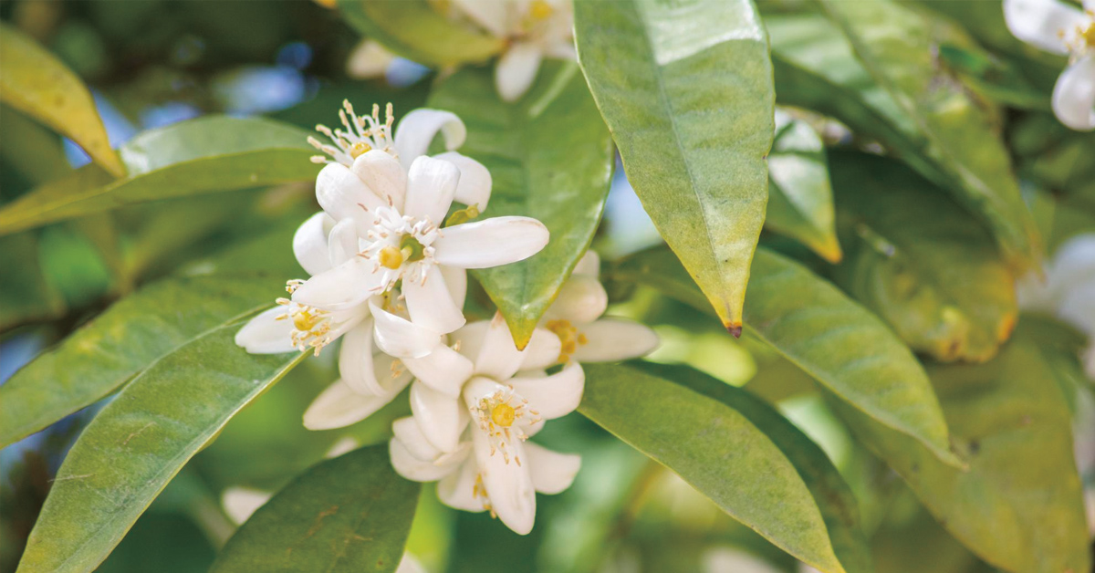 flor de azahar