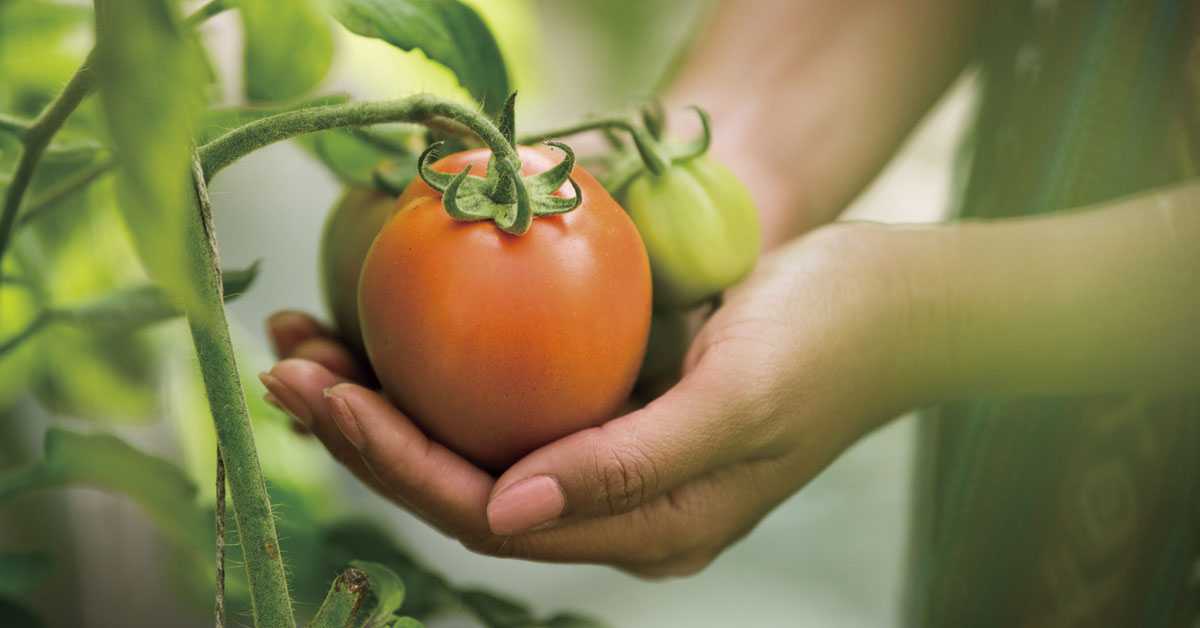 tomate ibiza cultivo ecologico