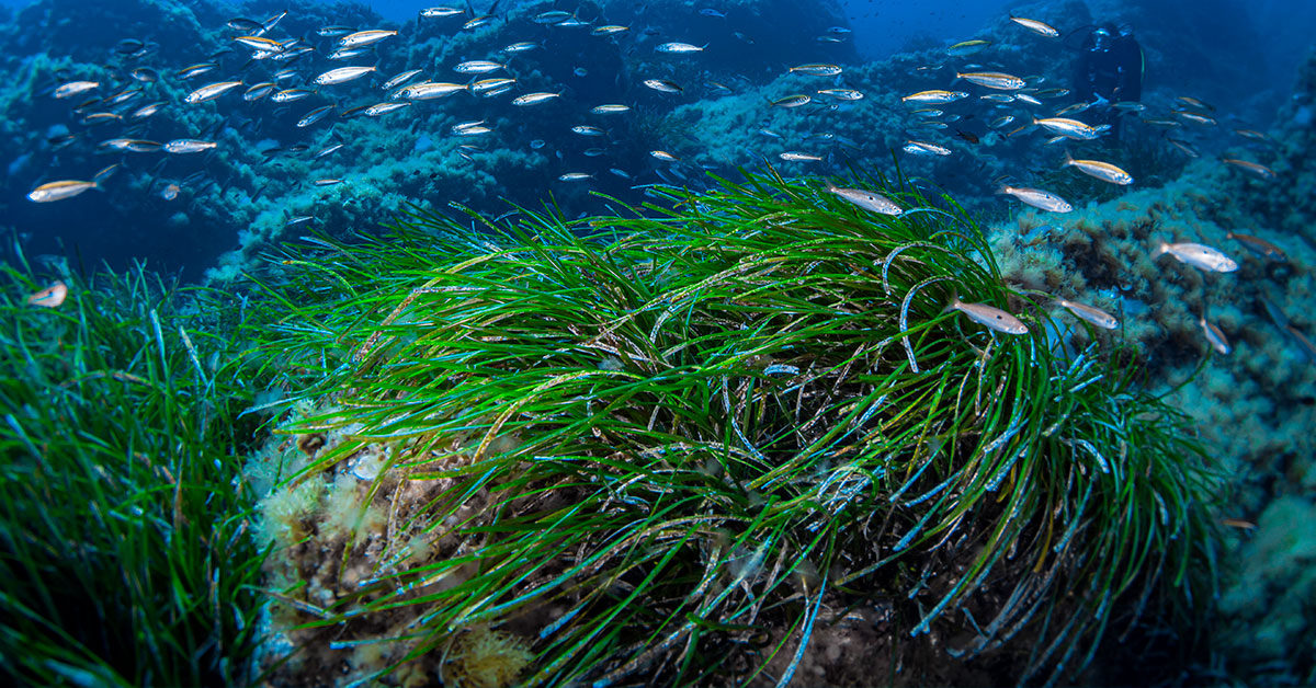 boating ibiza posidonia oceanica